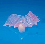 Image of a dental flipper